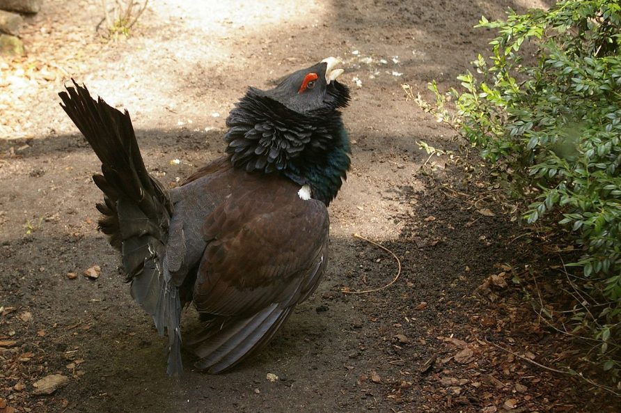 Navia, un Refugio de Aves en el Occidente de Asturias