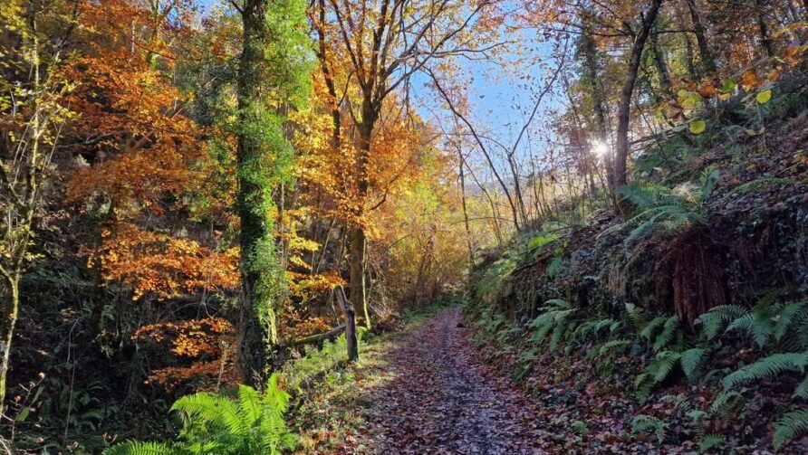 El bosque de Mual